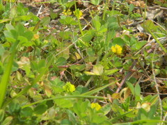Trifolium dubium