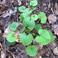 Alliaria petiolata