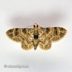 Gymnoscelis admixtaria