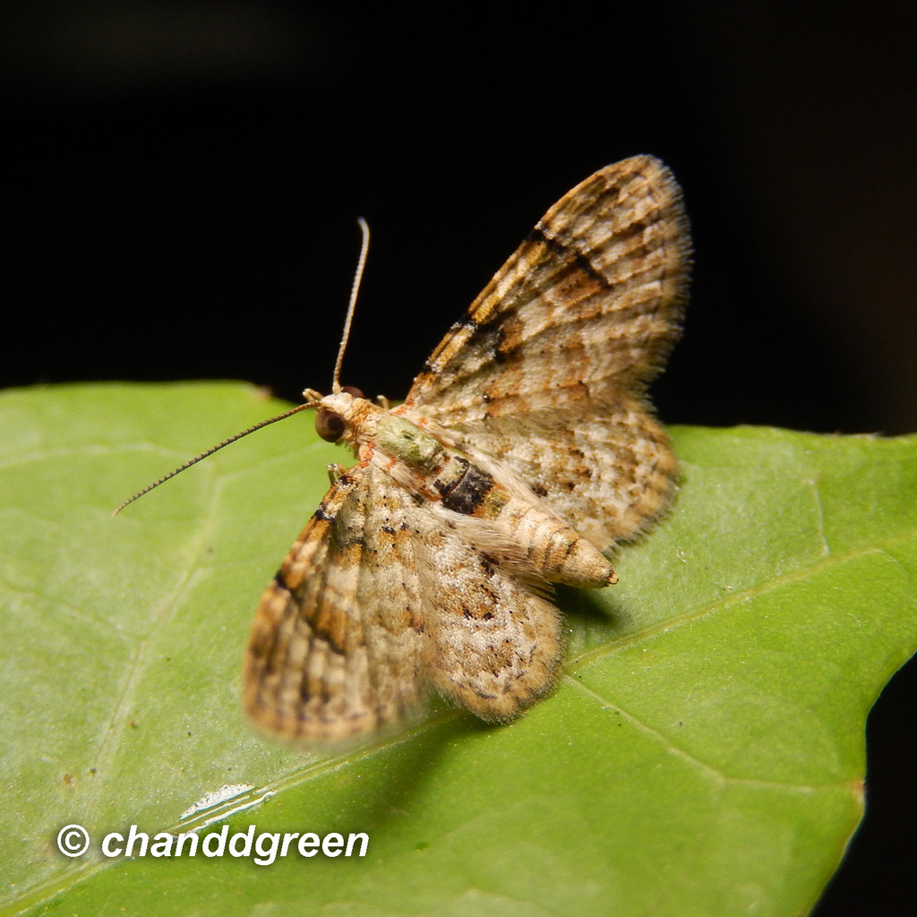 Gymnoscelis admixtaria