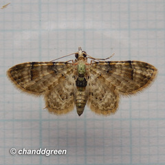 Gymnoscelis admixtaria