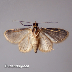 Gymnoscelis admixtaria