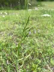 Bromus