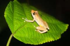Pristimantis luteolateralis