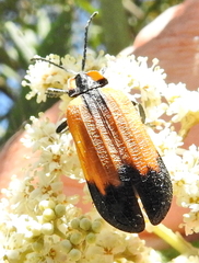 Lycus palliatus