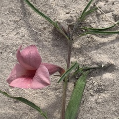 Sesamum triphyllum