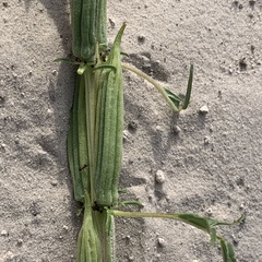 Sesamum triphyllum