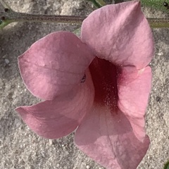 Sesamum triphyllum
