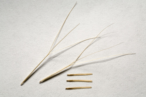 Aristida adscensionis
