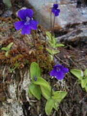 Pinguicula grandiflora