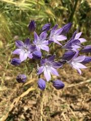 Triteleia