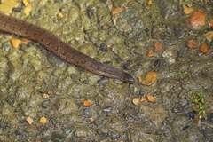 Atractus dunni