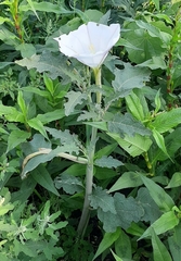 Datura ceratocaula