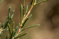 Polygonella americana