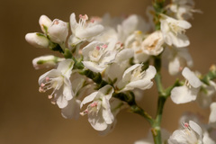 Polygonella americana