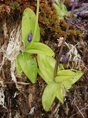 Pinguicula grandiflora