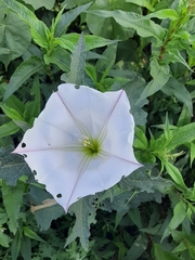 Datura ceratocaula