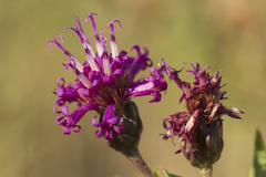 Vernonia marginata