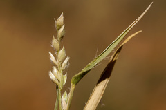 Urochloa ciliatissima
