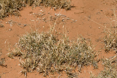 Urochloa ciliatissima