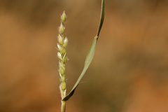 Urochloa ciliatissima