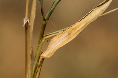 Urochloa ciliatissima