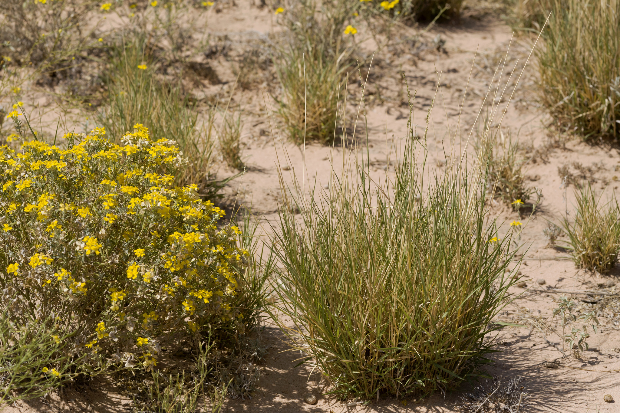 Setaria reverchonii ssp. ramiseta