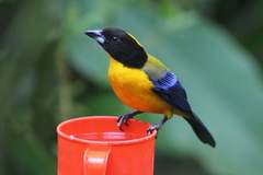 Anisognathus notabilis