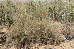 Digitaria pubiflora