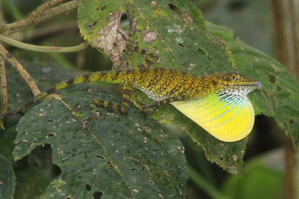 O'shaughnessy's Anole