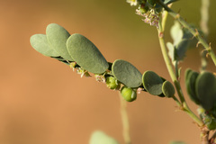 Phyllanthus abnormis