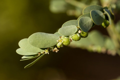 Phyllanthus abnormis