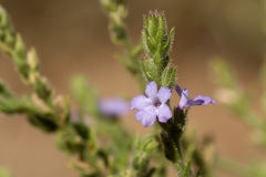 Verbena plicata