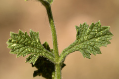 Verbena plicata