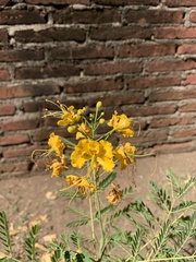 Caesalpinia pulcherrima