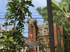 Sciurus niger