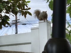 Sciurus niger