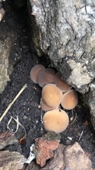 Psathyrella