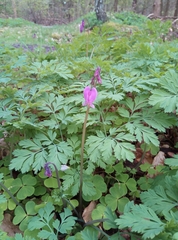 Dicentra formosa