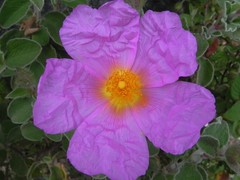 Cistus creticus eriocephalus