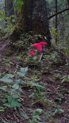 Salvia gesneriiflora