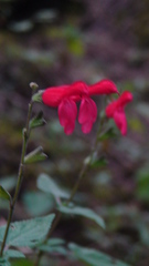 Salvia gesneriiflora