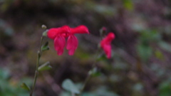 Salvia gesneriiflora