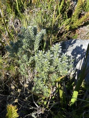 Podalyria sericea