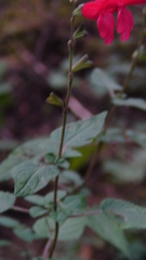 Salvia gesneriiflora