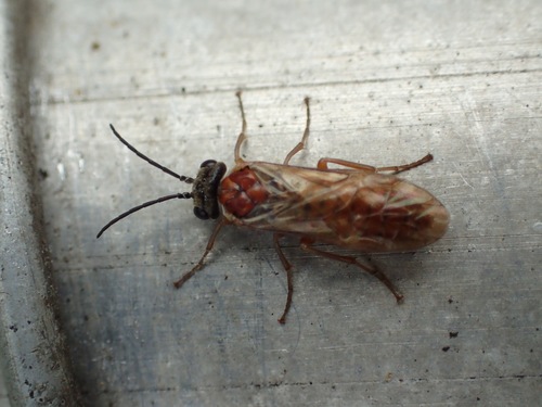 Brown Bordered Oak-cutter, photo 3 of 10