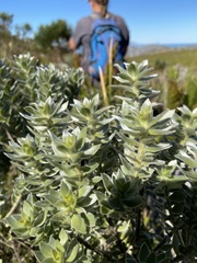 Podalyria sericea