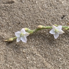 Oxygonum alatum image