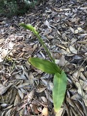Piperia
