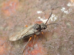 Dolerus vestigialis
